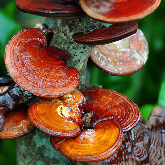 The Superpowers of Reishi Mushrooms: 5 Reasons to Start Eating Them Every Day